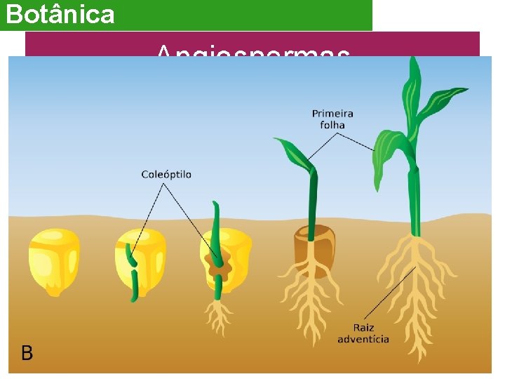 Botânica Angiospermas Semente • • • Óvulo fecundado e desenvolvido – novidade evolutiva; Casca/reserva