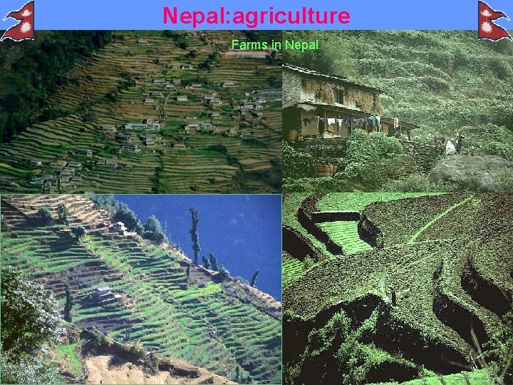 Nepal: agriculture Farms in Nepal 