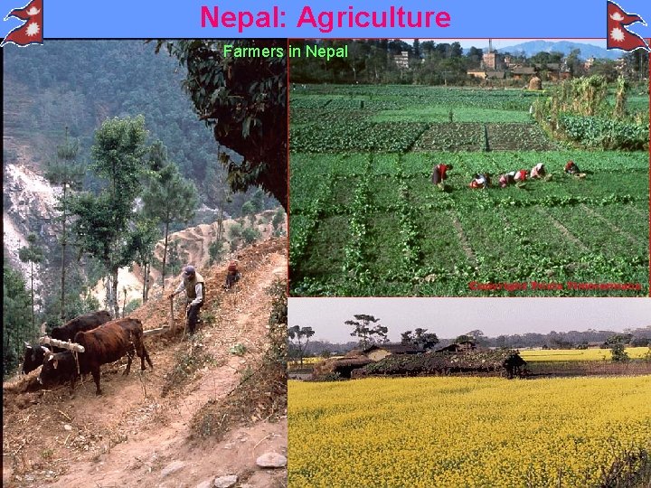 Nepal: Agriculture Farmers in Nepal 