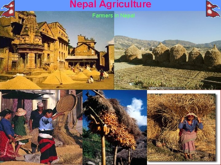 Nepal Agriculture Farmers in Nepal 