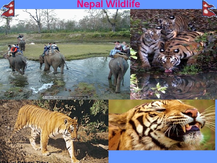Nepal Wildlife 