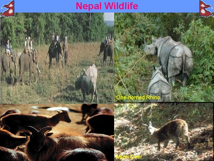 Nepal Wildlife One-horned Rhino Musk Deer 
