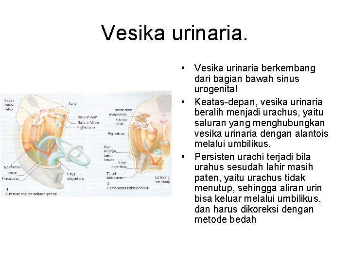 Vesika urinaria. • Vesika urinaria berkembang dari bagian bawah sinus urogenital • Keatas-depan, vesika