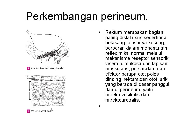 Perkembangan perineum. • Rektum merupakan bagian paling distal usus sederhana belakang, biasanya kosong, berperan
