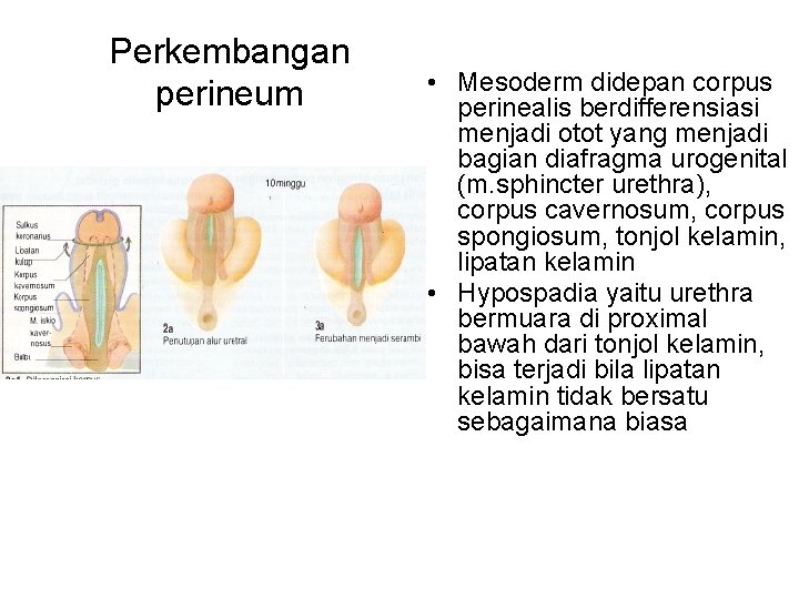 Perkembangan perineum • Mesoderm didepan corpus perinealis berdifferensiasi menjadi otot yang menjadi bagian diafragma