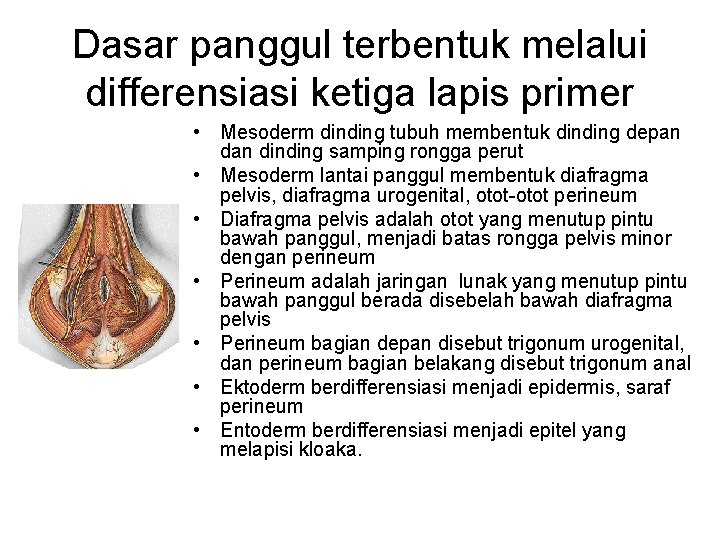 Dasar panggul terbentuk melalui differensiasi ketiga lapis primer • Mesoderm dinding tubuh membentuk dinding