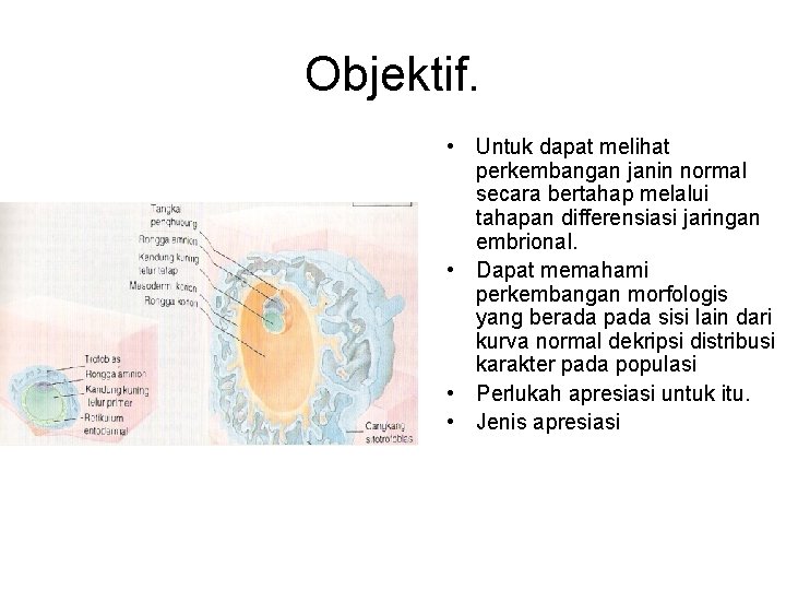 Objektif. • Untuk dapat melihat perkembangan janin normal secara bertahap melalui tahapan differensiasi jaringan