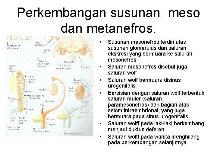 Perkembangan susunan meso dan metanefros. • • • Susunan mesonefros terdiri atas susunan glomerulus