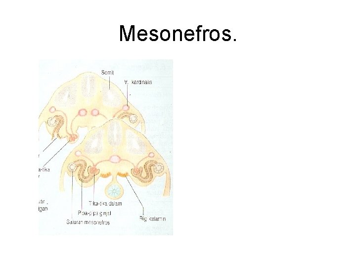 Mesonefros. 