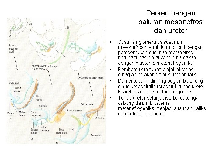 Perkembangan saluran mesonefros dan ureter • • Susunan glomerulus susunan mesonefros menghilang, diikuti dengan