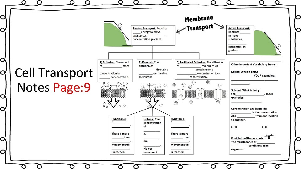 Cell Transport Notes Page: 9 