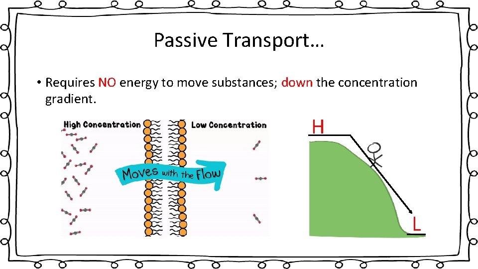 Passive Transport… • Requires NO energy to move substances; down the concentration gradient. H