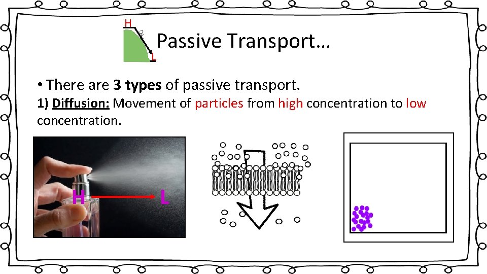 H Passive Transport… L • There are 3 types of passive transport. 1) Diffusion: