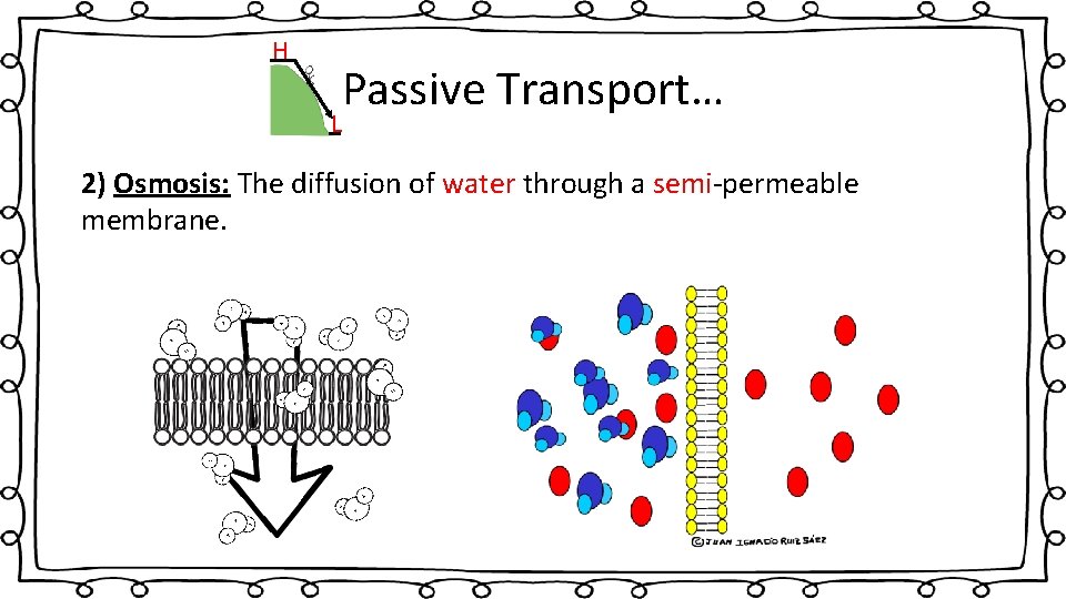 H Passive Transport… L 2) Osmosis: The diffusion of water through a semi-permeable membrane.