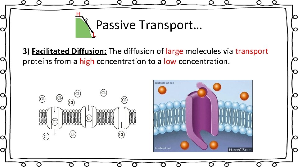 H Passive Transport… L 3) Facilitated Diffusion: The diffusion of large molecules via transport