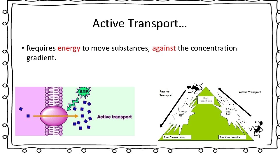 Active Transport… • Requires energy to move substances; against the concentration gradient. 