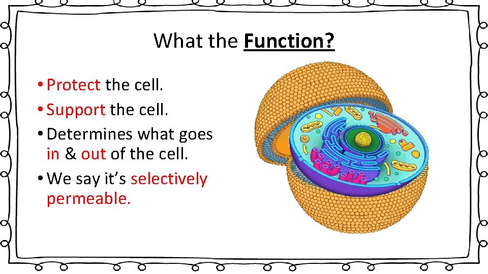 What the Function? • Protect the cell. • Support the cell. • Determines what