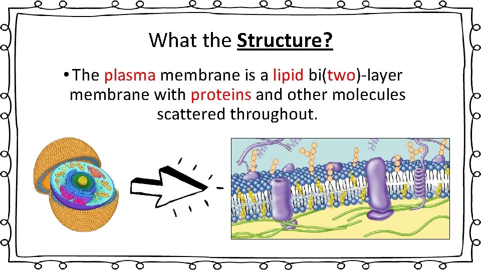 What the Structure? • The plasma membrane is a lipid bi(two)-layer membrane with proteins
