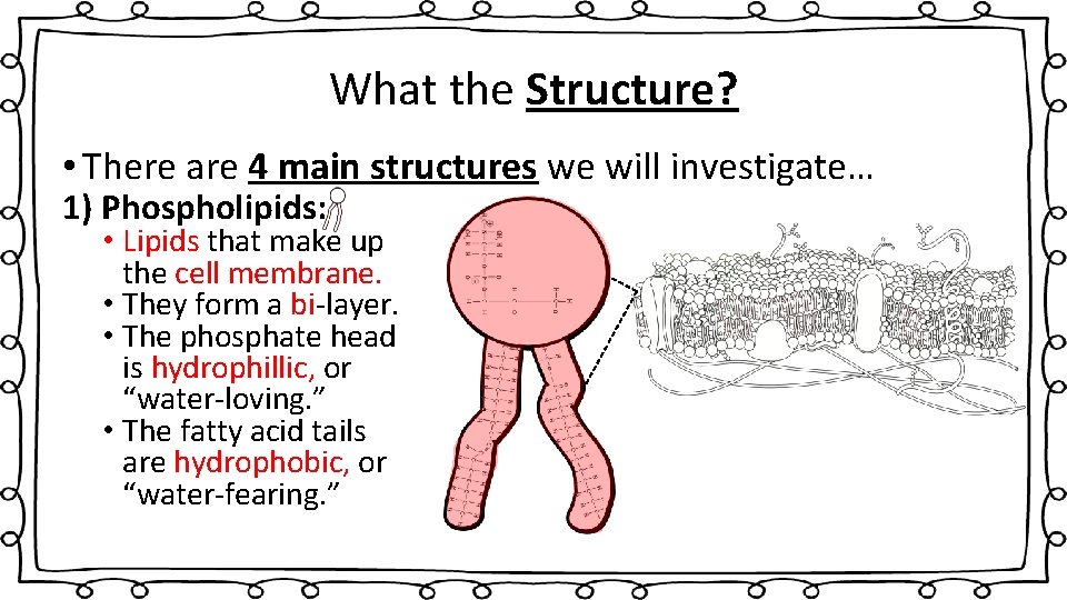 What the Structure? • There are 4 main structures we will investigate… 1) Phospholipids: