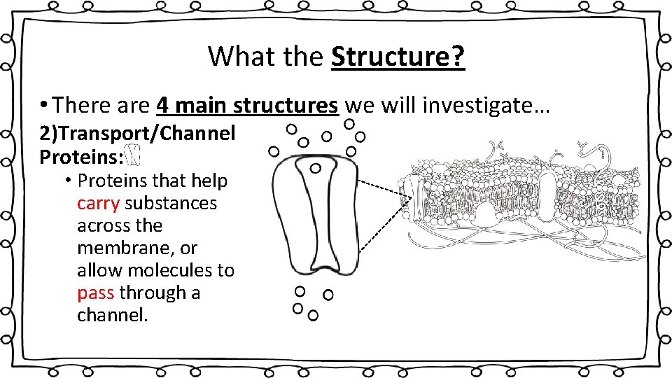 What the Structure? • There are 4 main structures we will investigate… 2)Transport/Channel Proteins: