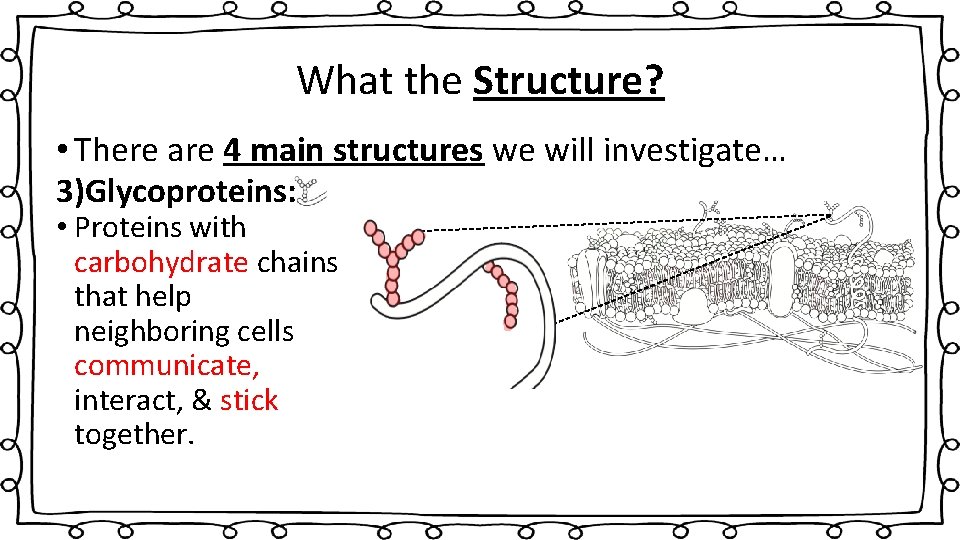 What the Structure? • There are 4 main structures we will investigate… 3)Glycoproteins: •