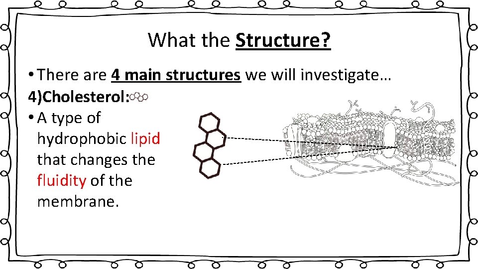 What the Structure? • There are 4 main structures we will investigate… 4)Cholesterol: •