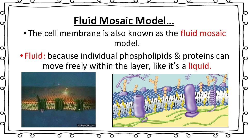 Fluid Mosaic Model… • The cell membrane is also known as the fluid mosaic