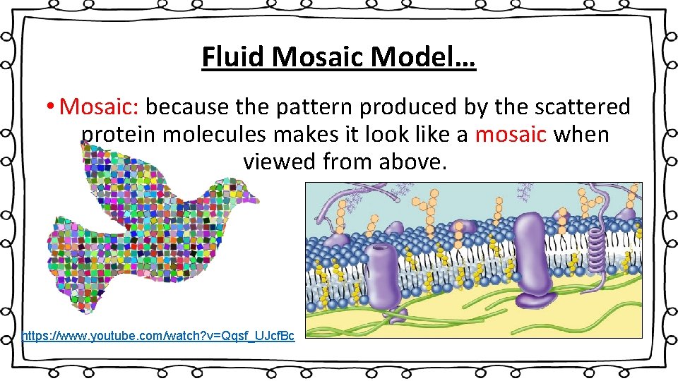 Fluid Mosaic Model… • Mosaic: because the pattern produced by the scattered protein molecules