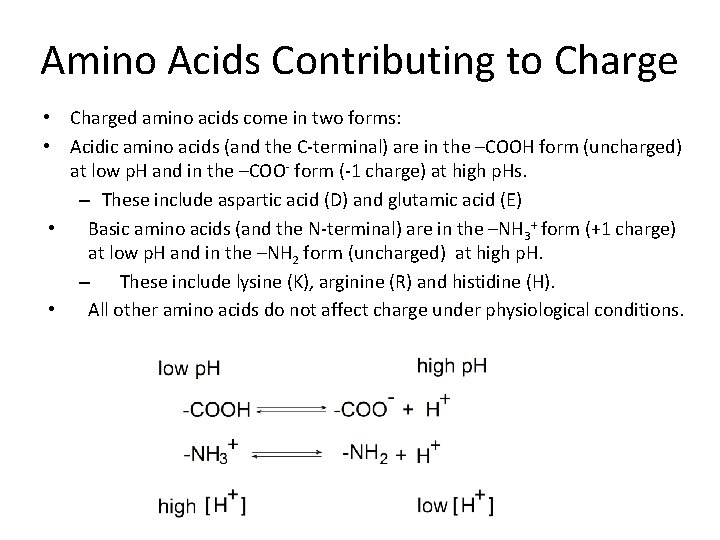 Amino Acids Contributing to Charge • Charged amino acids come in two forms: •
