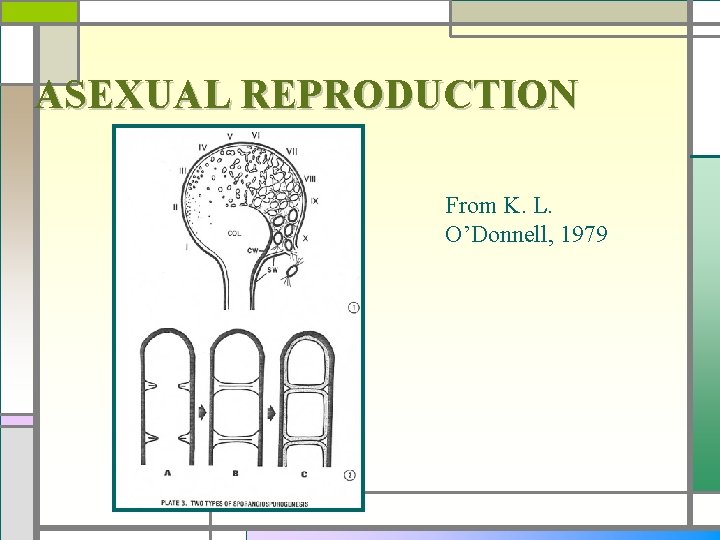 ASEXUAL REPRODUCTION From K. L. O’Donnell, 1979 