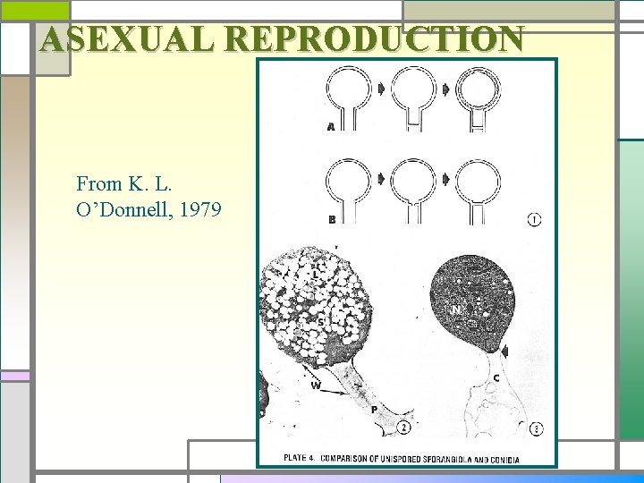 ASEXUAL REPRODUCTION From K. L. O’Donnell, 1979 