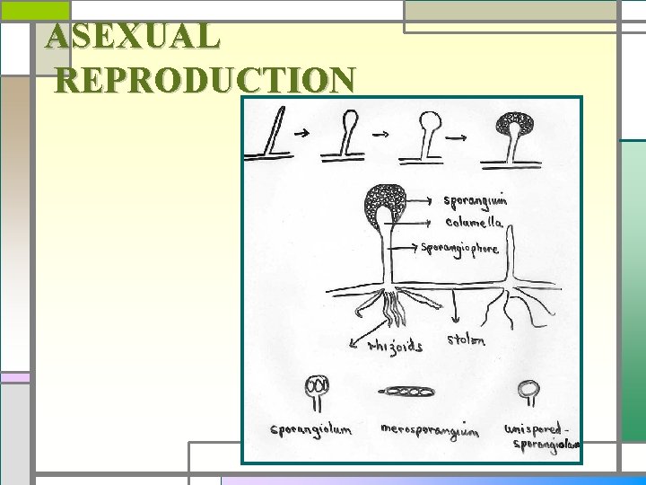 ASEXUAL REPRODUCTION 
