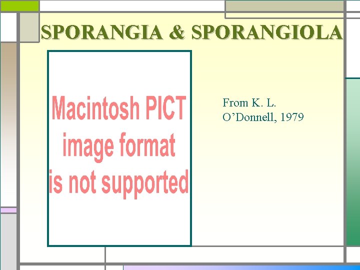 SPORANGIA & SPORANGIOLA From K. L. O’Donnell, 1979 