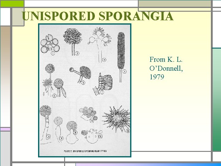 UNISPORED SPORANGIA From K. L. O’Donnell, 1979 