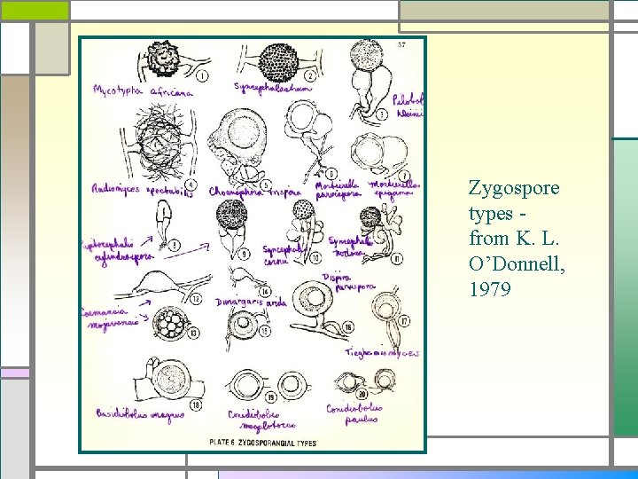 Zygospore types from K. L. O’Donnell, 1979 
