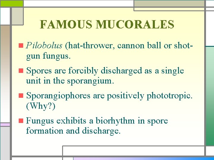 FAMOUS MUCORALES n Pilobolus (hat-thrower, cannon ball or shotgun fungus. n Spores are forcibly