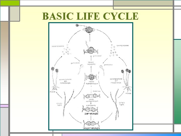 BASIC LIFE CYCLE 