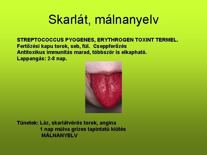 Skarlát, málnanyelv STREPTOCOCCUS PYOGENES, ERYTHROGEN TOXINT TERMEL. Fertőzési kapu torok, seb, fül. Cseppferőzés Antitoxikus