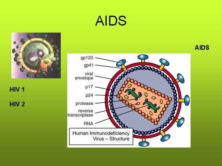 AIDS HIV 1 HIV 2 