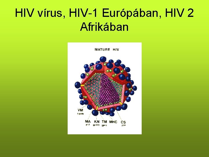 HIV vírus, HIV-1 Európában, HIV 2 Afrikában 