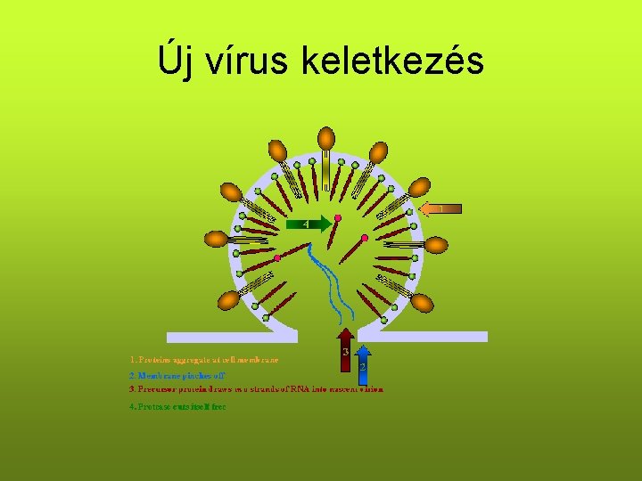 Új vírus keletkezés Új vírus keletkezés