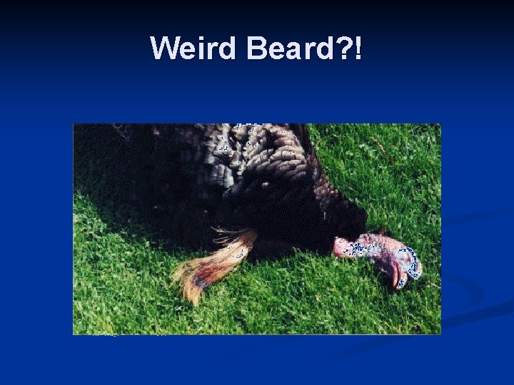 Weird Beard? ! 