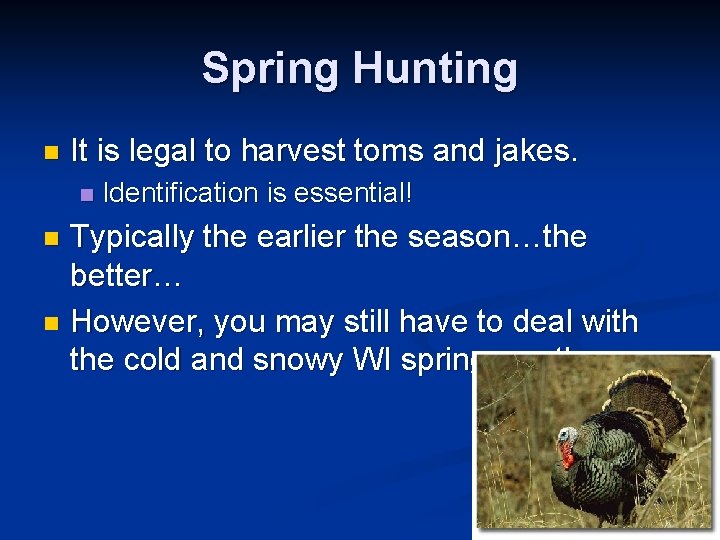 Spring Hunting n It is legal to harvest toms and jakes. n Identification is