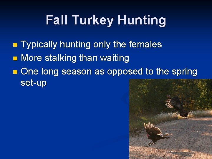 Fall Turkey Hunting Typically hunting only the females n More stalking than waiting n