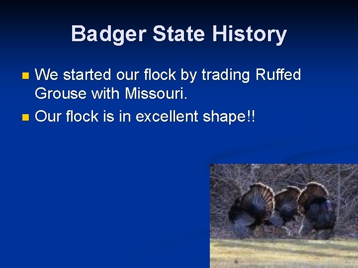 Badger State History We started our flock by trading Ruffed Grouse with Missouri. n