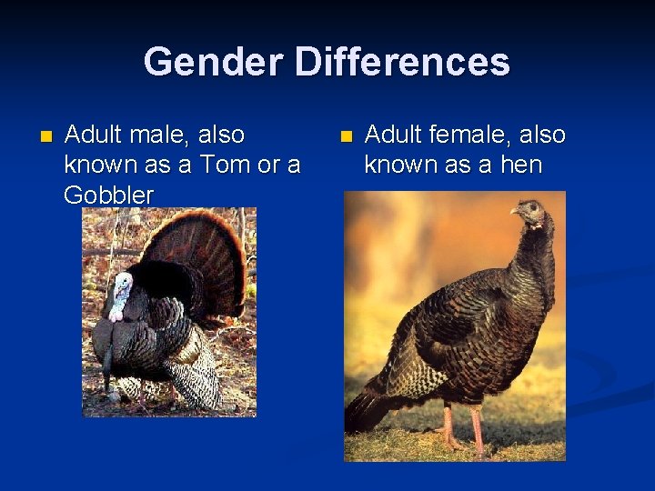Gender Differences n Adult male, also known as a Tom or a Gobbler n