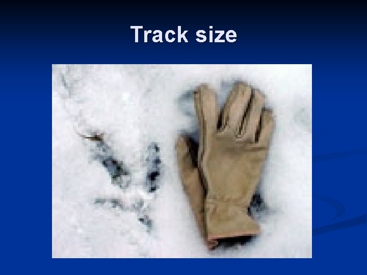 Track size 