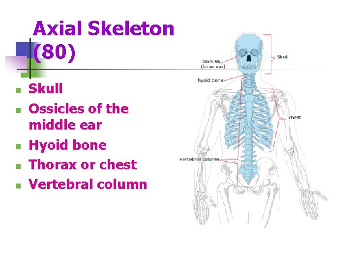 Axial Skeleton (80) n n n Skull Ossicles of the middle ear Hyoid bone
