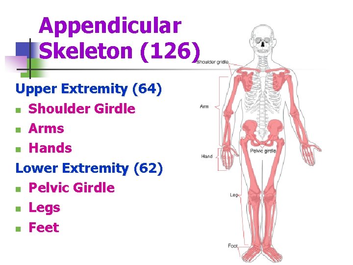 Appendicular Skeleton (126) Upper Extremity (64) n Shoulder Girdle n Arms n Hands Lower