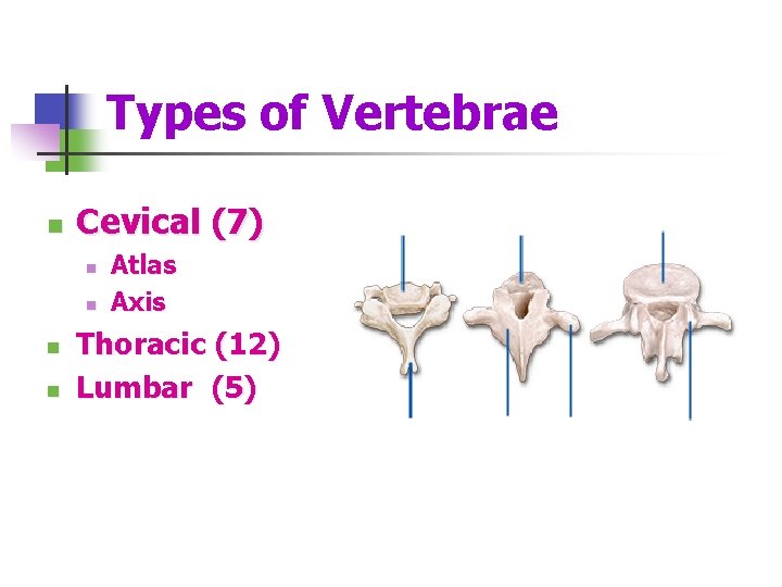 Types of Vertebrae n Cevical (7) n n Atlas Axis Thoracic (12) Lumbar (5)
